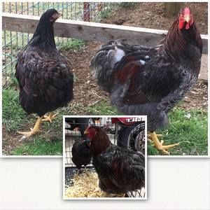 Meet your Posher, Donna m.